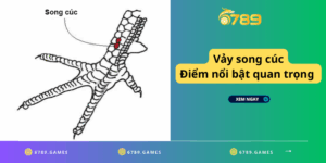 Vảy song cúc - Điểm nổi bật quan trọng mà không thể bỏ qua