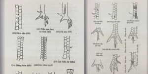 Cách xem vảy gà đá chuẩn xác cho kê thủ