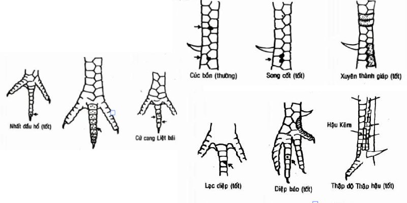 Xem vảy gà là cách phân biệt sức mạnh của gà