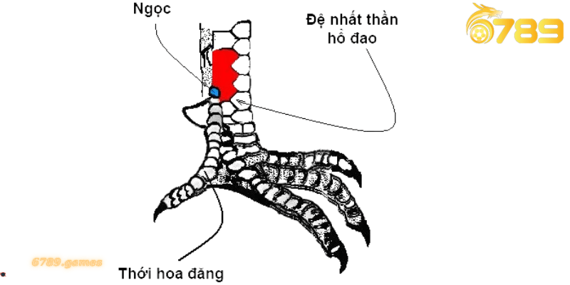 Vảy kích giáp - Thông tin hữu ích dành cho các sư kê 6789 Cách phân biệt vảy gà kích giáp chính xác