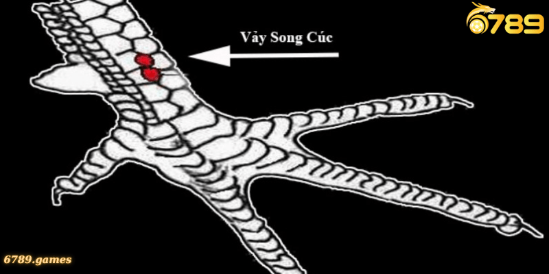 Vảy song cúc - Điểm nổi bật quan trọng mà không thể bỏ qua Nắm bắt những thông tin cơ bản về vảy song cúc