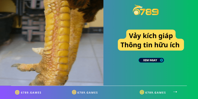 Vảy kích giáp - Thông tin hữu ích dành cho các sư kê 6789